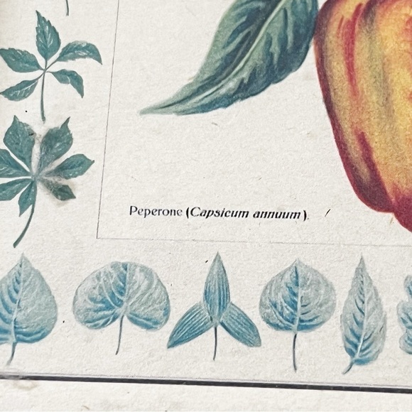 Giovanni Morello Framed Prints Artichoke Pepper Watercolor Paintings Set of 2 - Picture 4 of 12